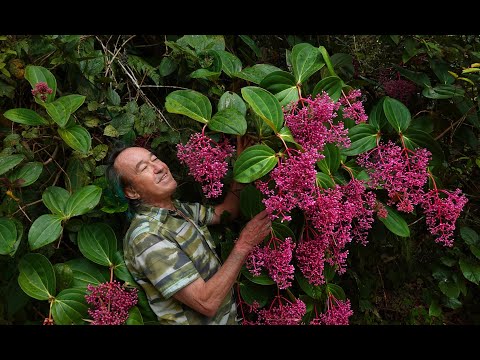 FIELD TRIP WITH PATRICK BLANC, MOUNT KINABALU, BORNEO