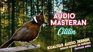 Download lagu #2 Audio Master Burung Cililin Jeda Suara Gemricik Air Jernih mp3 Download lagu #2 Audio Master Burung Cililin Jeda Suara Gemricik Air Jernih mp3