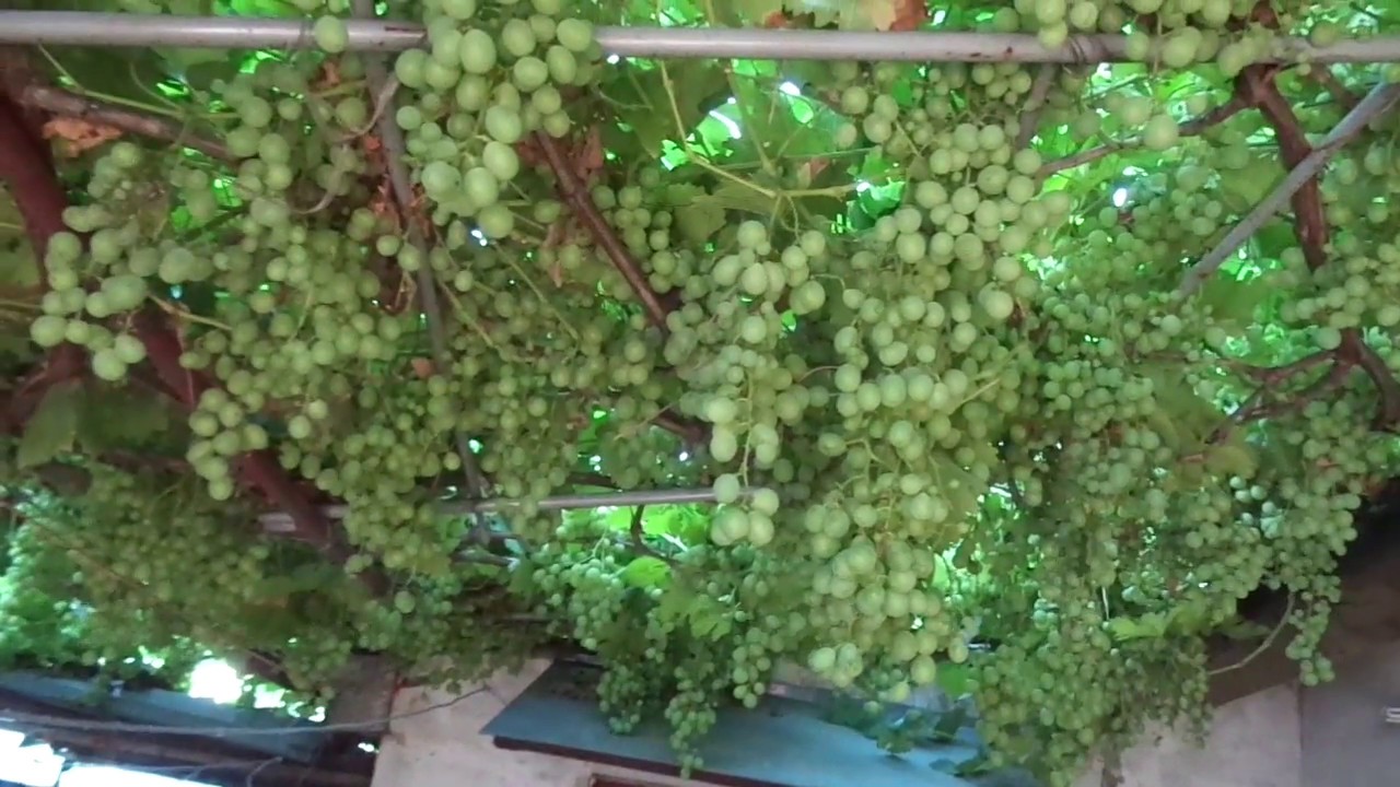 Виноград Белое чудо