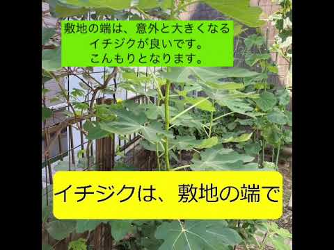 comment faire pousser de l'ail-gousses-partiellement-dans-eau