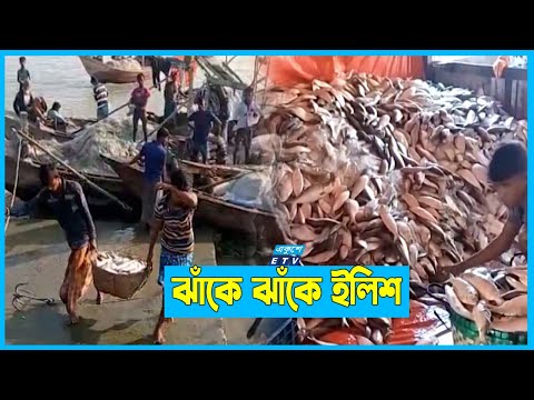 ইলিশ ধরায় নিষেধাজ্ঞার সুফল পাচ্ছেন জেলেরা