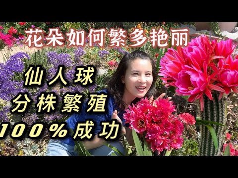 玉翁仙人球 繁殖
