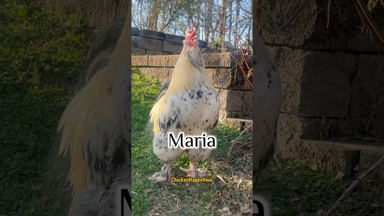 where is #maria ? #rooster #chicken #memes #lol #chickens #humor