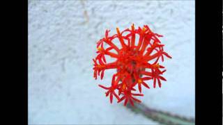 The price of fire Capercaillie.wmv