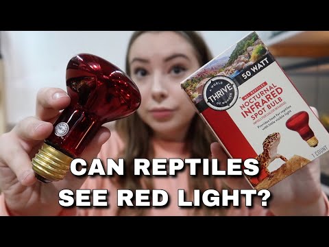 Can Reptiles See Red Light? Are Red Heat Bulbs Good Or Bad?