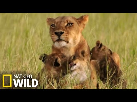 Lion and his cubs
