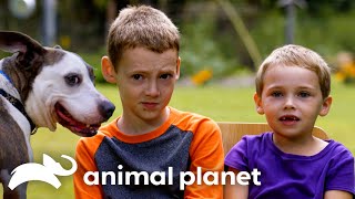 Download lagu 'Can We Please Get a Pitty?!' | Pit Bulls and Parolees | Animal Planet mp3
