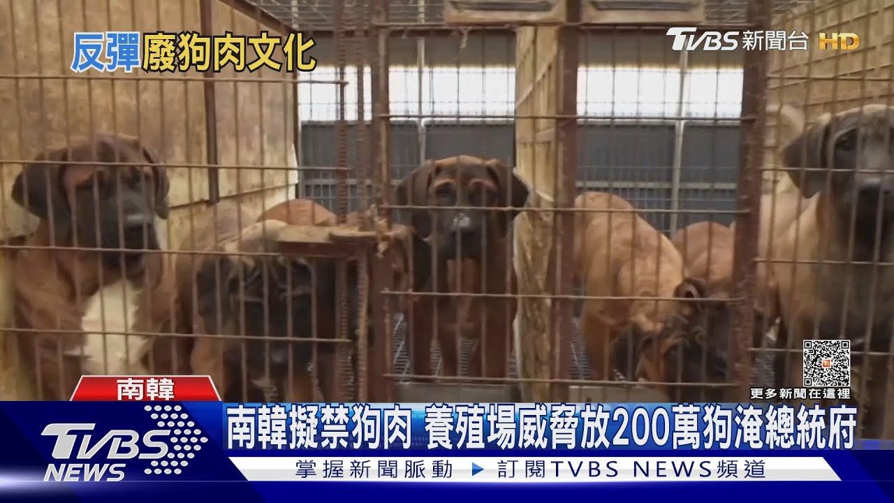 南韓擬「禁狗肉」 養殖場威脅放200萬狗淹總統府