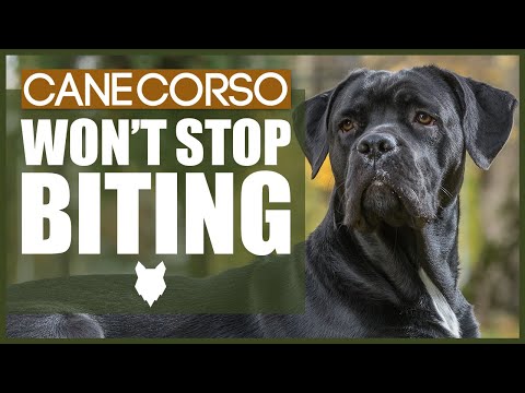 YouTube video about: How to get a cane corso puppy to stop biting?