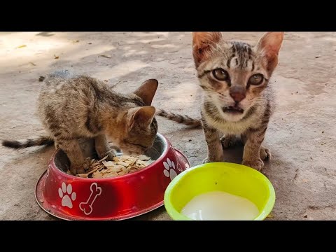 Meri Cat Se Milo jo rahti he Vyamsala me 