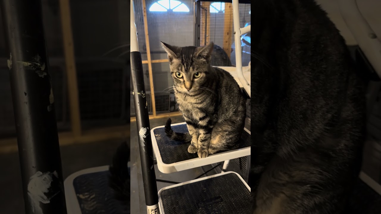 Jane, a Adoptable Domestic Short Hair in Belding, MI video 5/5