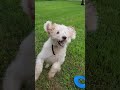 Ruby Playing Fetch October 5th 2024