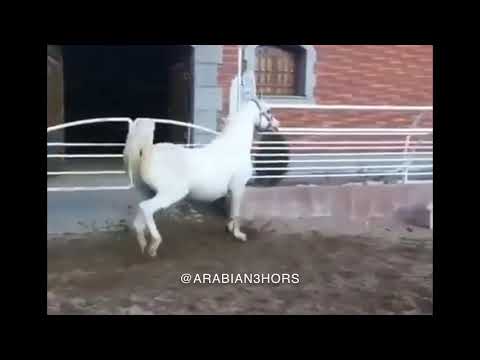 امير شرف الحصان العربي AMIR ASHIRAF