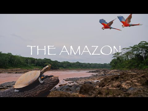 The Amazon Rainforest of Peru: 1 HOUR - Nature and Wildlife 4K