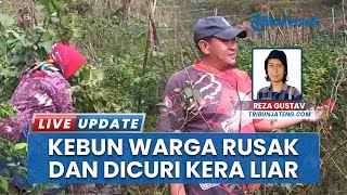 Hampir Setiap Hari, Kera Liar Turun Lereng dan Jarah Hasil Perkebunan Warga Bandungan, Petani Merugi