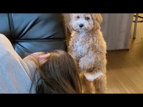 YouTube video about: Can you put a tampon in a dog?