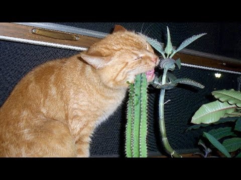 Funny Cats ECards Funny Cats Vine Compilation 2015 Subscribe for..