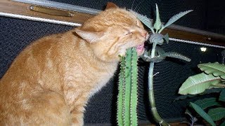 Funny Cats Vine Compilation 2015 Subscribe for more