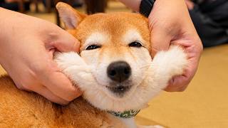 Download lagu A Japanese Dog Cafe Full of Tiny Shiba Inus | Mameshiba cafe in Yufuin and GRAND VERDE RESORT mp3