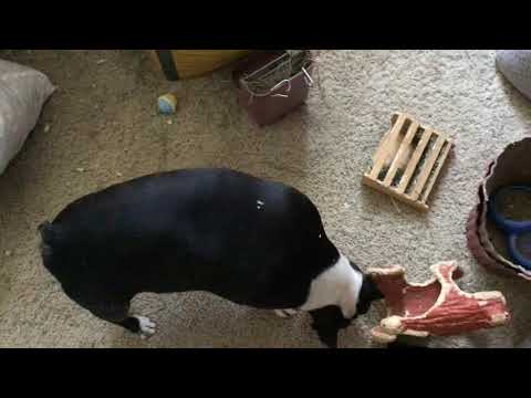 YouTube video about: Can dogs eat guinea pig poop?