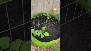 Gardening in Arizona ~ Passionfruit Wall/Trellis