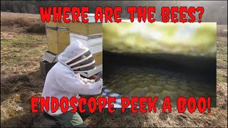 Mid Winter Hive Check With An Endoscope At Kettle Haven Ranch