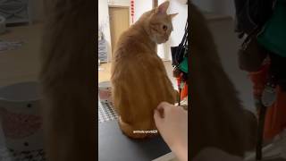 Download lagu #funny #cat #foryou #shortvideo #yutube mp3 Download lagu #funny #cat #foryou #shortvideo #yutube mp3