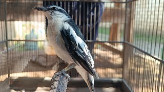 Download lagu Pancingan lanjutan Kapasan kemiri mp3