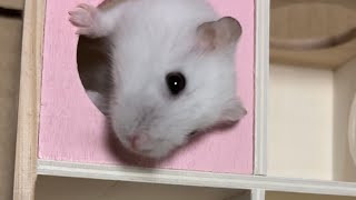 冒険ハムスター