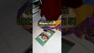 Download lagu cara pemakaian mak urut yang benar mp3