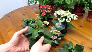 How to Prune / Deadhead Kalanchoe blossfeldiana Succulent Plants