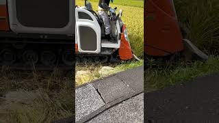 【刈り取り】超早場米のコシヒカリ