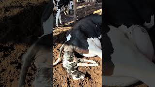 Mais uma bezerra leiteira na fazenda !!