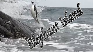 🐘 Elephant Island and a Story of Survival 🐧