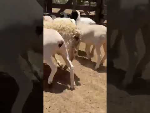 8 BORREGAS DORPER EXTRA À VENDA EM SERRA TALHADA PE.87 9 9936 2517