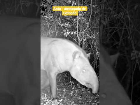 Anta, espécie Tapirus terrestris, ameaçada de extinção #fauna #animals #wildlife #brasil #nature #rs