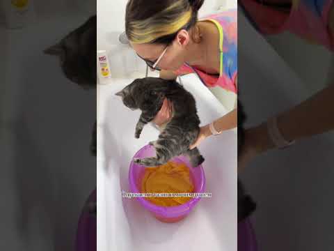 Как помыть взрослую кошку, чтобы она не куськнула
