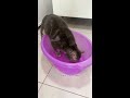 Как помыть взрослую кошку, чтобы она не куськнула