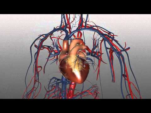 The Heart and Major Vessels - PART 1 - Anatomy Tutorial