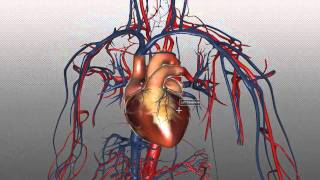The Heart and Major Vessels - PART 1 - Anatomy Tutorial