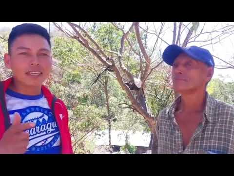 Asi se procesa la caña de azúcar en la concordia jinotega 
