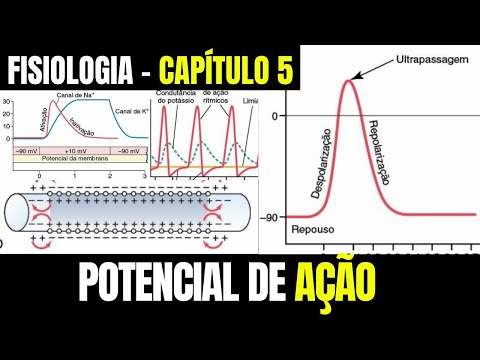 POTENCIAIS DE MEMBRANA E POTENCIAS DE AÇÃO - Fisiologia (Capítulo 5) │ Guyton e Hall