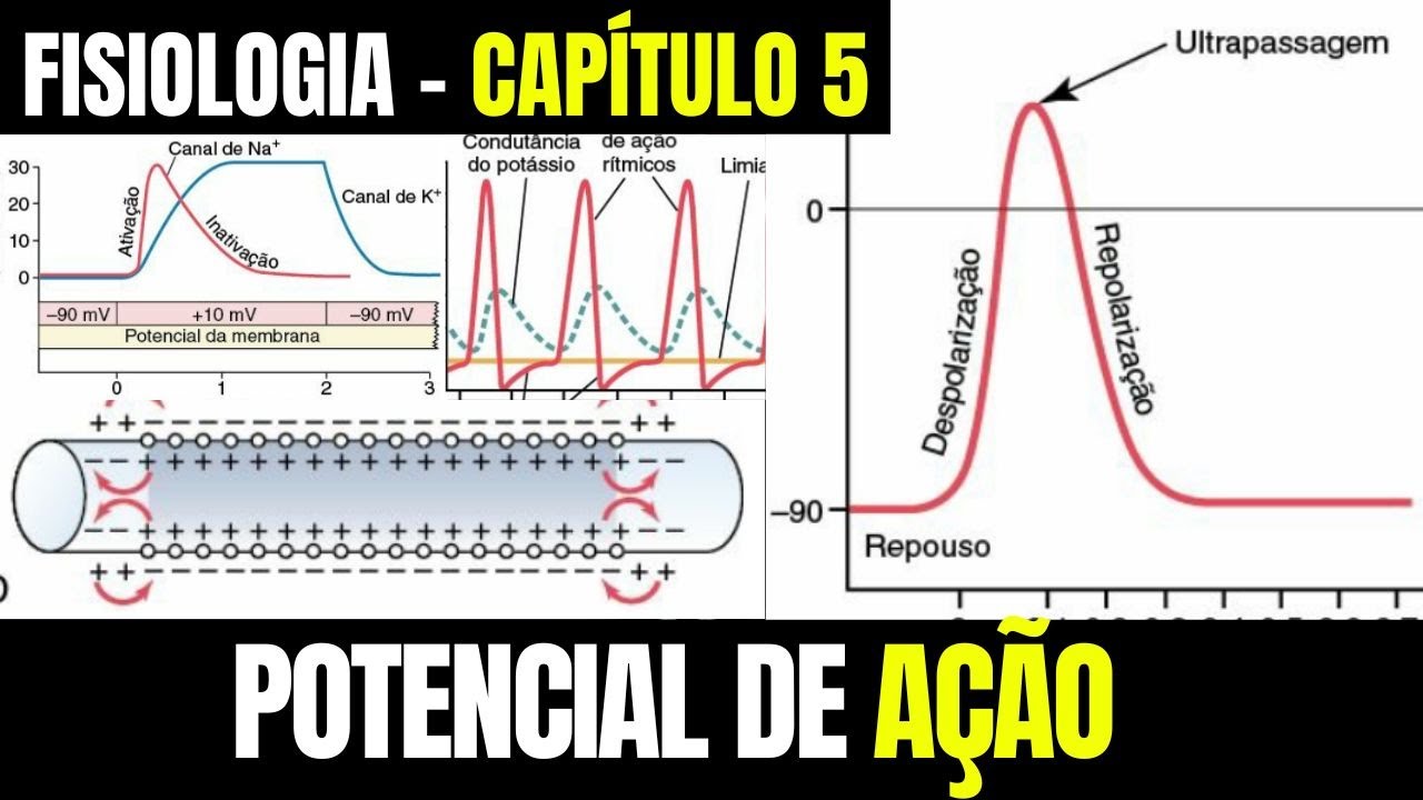 POTENCIAIS DE MEMBRANA E POTENCIAS DE AÇÃO - Fisiologia (Capítulo 5) │ Guyton e Hall
