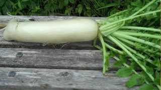 preview picture of video 'July 17, 2012 Chinese Radish or Turnip'