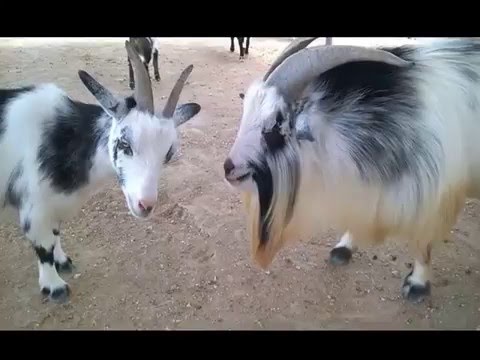 Chibo repreende Chibinho