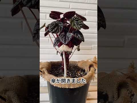 園芸 キノコはどうやって食べるの?