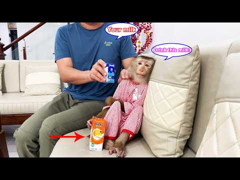 Monkey Lyly insisted on drinking cold milk despite the cameraman's attempts to stop her.