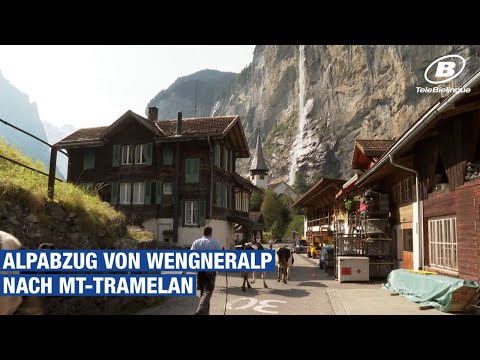 INFO : Alpabzug von Wengneralp nach Mt-Tramelan / TeleBielingue