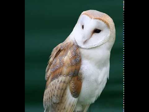 Tyto Alba (Barn Owl), Female contact calls in the foreground