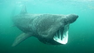 How do you save a shark you know nothing about? | Simon Berrow